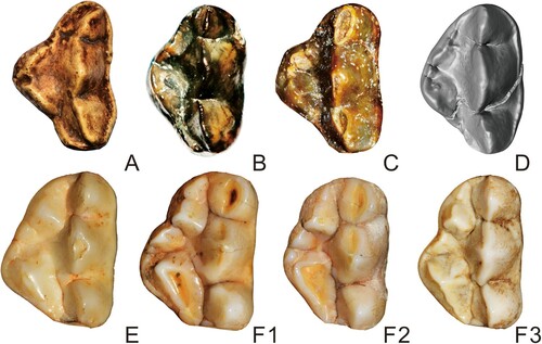 FIGURE 3. Upper dentition (PA) of?Agriarctos nikolovi in comparison with other representatives of Ailuropodini. A, cf. Ag. depereti, uncatalogued cast of MHNL AA52bis in the collection of the University of Vienna; B, ?Ag. nikolovi NMNHS FM3546-a (reversed for comparison); C, Ai. yuanmouensis, YICRA YV2509.1 (reversed); D, Ai. lufengensis, IVPP V6892.12; E, A. microta, IVPP V14564; F1-3, A. melanoleuca, IOZ32756, IOZ26449, IOZ32755. Not to scale.