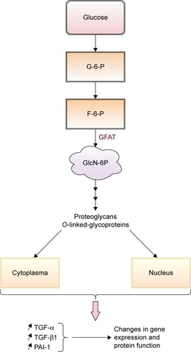 Figure 5 Schematic presentation of the contribution of increased hexosamine pathway flux in pathogenesis of DR.