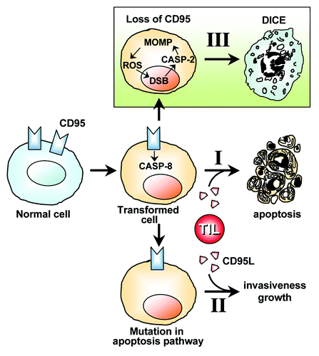 Figure 2. Hypothesis on the physiological relevance of DICE. CD95L-induced apoptosis is one of the mechanisms that tumor-infiltrating lymphocytes (TILs) employ to eliminate transformed cells (I). If CD95 engagement fails to induce apoptosis due to cancer cells acquiring mutations of components of the apoptosis pathways, then cancer can develop. These cancer cells now benefit from the CD95L expressed by themselves and, presumably, by TILs (II). Transformed cells and cells in rapidly proliferating tissues under conditions that can lead to neoplastic transformation (e.g., compensatory proliferation of liver tissue) must receive a low level signal through CD95 to survive. If CD95 or its stimulating ligand are completely removed, then cells die by DICE (III). According to this model, CD95 and CD95L are part of a fail-safe mechanism to prevent the occurrence of CD95-deficient cancer cells that can no longer be targeted by immune cells via CD95L. TIL, tumor-infiltrating lymphocyte secreting CD95L. DSB, DNA double-strand breaks.