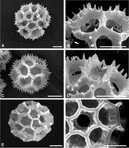 Figure 3. Pollen ofVernonia, Types C–E (SEM). A, B. Type C – V. propinqua var. canescens. Dematteis 888: (A) Polar view showing polar lacuna (arrow); (B) Detail of ‘A’ note colpate interruption to spinose lophate ridge (arrow); C, D. Pollen Type D – V. amambaia. Dematteis 867: (C) Equatorial view, mesocolpia, showing the 4 intercolpar lacunae, one interporal lacuna also visible (top centre); (D) Close up, perimeter of polar view note colpus interruption to lophate ridge (arrow). E, F. Type E – V. brunneri. Brunner 1720: (E) Mesocolpial view; (F) Close up of pore. Scale bars – 10 µm.