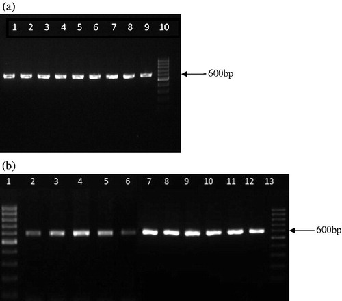 Figure 1. (a) Amplification of rbcL locus in C. longa and C. zedoaria (lanes 1–5 – C. longa acc. no. 119, 143, 126, 360, and 161; lanes 6–9 – C. zedoaria acc. no. 760, 465, 1517, and 765, and lane 10 – 100 bp ladder). (b) Amplification of rbcL locus in cassava starch and market samples of turmeric (lanes 1 – 100 bp ladder; lane 2 – cassava starch; lanes 3–12 – market sample (MS) 1 – 10; lane 13 – 100 bp ladder).