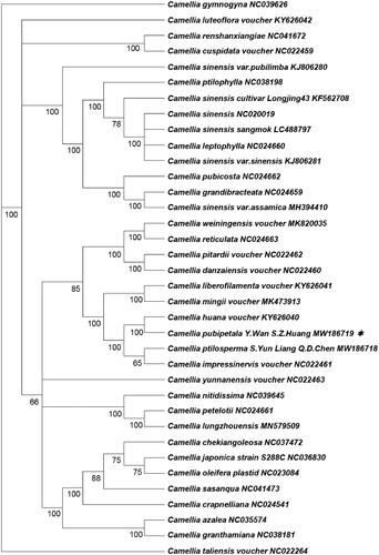 Figure 1. Based on chloroplast genome sequences, we used by maximum likelihood (ML) analysis to reconstruct phylogenetic tree, containing Camellia pubipetala Y. Wan & S. Z. Huang * sequence in this findings. Numbers below or above branches are assessed by ML bootstrap.