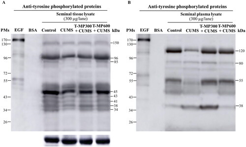 Figure 4. Expression of tyrosine phosphorylated (TyrPho) proteins observed in seminal tissue (A) and plasma lysates (B) compared among groups (n = 8, each group). EGF, epidermal growth factor used as positive control; BSA, bovine serum albumin used as negative control.