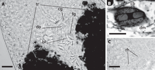 Figure 9.  Paracatenula galateia sp. nov. bipartite inclusions and rhabdoids. A, Anterior end of trophosome (tr) region. Focus on dorsal side showing the bipartite inclusions (bi) along the dorsal chord and concentrated in the circular pouch with finely granulated glands (fg), the dorsal opening (do) and the surrounding glands with coarse granules (cg). B, Bipartite inclusion in a semi-thin section showing two slightly cone-shaped bodies (cb) connected by a short strand (ss) surrounded by a dense matrix (dm). C, Same region as A; focus on ventral side, showing bundles of rhabdoids (rh). Scale bars 25 µm (A, C) and 10 µm (B).