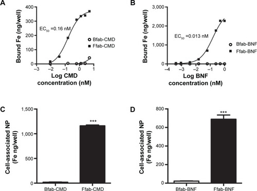 Figure 4 In vitro binding studies of Ffab-IONPs and Bfab-IONPs.Notes: (A) Dose–response binding curves for Ffab-CMD (closed square) and Bfab-CMD (open circles) with rFOLRα protein. (B) Dose–response binding curves for Ffab-BNF (closed square) and Bfab-BNF (open circles) with rFOLRα protein. (C) Binding of FOLRα+ KB cancer cells by Ffab-CMD and Bfab-CMD dosed at 35 μg/mL (0.6 nM). (D) Binding of FOLRα+ KB cancer cells by Ffab-BNF and Bfab-BNF dosed at 35 μg/mL (0.035 nM). Error bars represent standard deviation from technical triplicates. ***P<0.001, two-tailed unpaired t-test.Abbreviations: fab, an engineered monoclonal antibody fragment; Ffab, Farletuzufab, engineered from monoclonal antibody Farletuzumab; Bfab, Botulifab anti-botulinum toxin fab fragment; IONP, iron oxide nanoparticle; CMD, carboxymethyl-dextran; rFOLRα, recombinant folate receptor alpha; BNF, bionized nanoferrite, NP, nanoparticle.