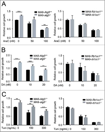 Figure 6. Loss of Atg5 or Rb1cc1 does not sensitize MA9-AML cells to chemotherapy. MA9-Atg5+/+ and MA9-atg5−/− , or MA9-Rb1cc1+/+ and MA9-rb1cc1−/− leukemia cells were treated with chemotherapy drugs or an ER stressor at the indicated dosages for 48 h followed by MTS assay. AraC, cytarabine; DA, doxorubicin; Tuni, tunicamycin. Results are mean ± SD, ** P < 0.01, *** P < 0.001 (n = 3 to 6 repeats).