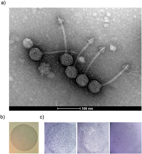 Figure 6. Characterisation and visualization of φPDS1 and formed spots and plaques. (a) Transmission electron micrograph of φPDS1 generated from the enriched lysate, stained with uranyl acetate showed that φPDS1 has a siphovirus morphology. The capsid diameter is approximately 53 ± 2.0 nm, and the tail length is 150 ± 10.0 nm. (b) Spot morphology with incomplete clearing. (c) Visualization of φPDS1 plaques from a spot assay at different titers using a stereoscopic microscope.