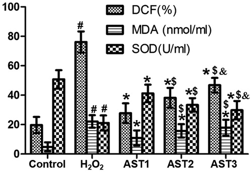 Figure 7. Effect of AST on the levels of ROS, SOD and MDA in ARPE-19 cells induced by H2O2. Note: DCFH-DA, WST-1 and TBA assays. #, p < 0.05 compared with control; *, p < 0.05 compared with H2O2 model group; $, p < 0.05 compared with AST1 group; &, p < 0.05 compared with AST2 group.