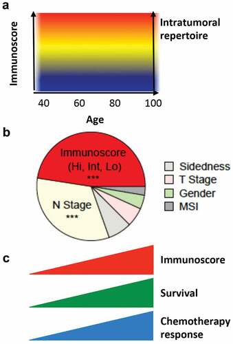 Figure 1. Clinical utility of the Immunoscore. (a) Immunoscore and intratumoral T-cell repertoire remain stable with age. (b) Relative contribution of each risk parameter to survival risk for overall survival in Stage III CC using the x2 proportion test for clinical parameters and Immunoscore. (c) Immunoscore is a powerful prognosis marker and a predictive marker of response to chemotherapy for stage III colon cancer patients