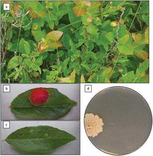 Fig. 1 (Colour online) Atypical Exobasidium-leaf-spot-like disease symptoms on Vaccinium angustifolium caused by Exobasidium sp. Symptoms on wild plants in Holyrood, NL, July 23, 2018 (a); close-up of atypical symptoms on detached leaf of V. angustifolium showing large, raised lesion (b); typical Exobasidium leaf spot symptoms on detached leaf of V. angustifolium (c); two-month old colony of Exobasidium sp., isolated from atypical leaf spot symptoms, on PDA+AB after 2 months of growth at 23 °C in the dark (d)