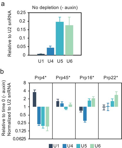 Figure 3. Level of association of U2 snRNP with U1, U4, U5 and U6 snRNAs is altered in the absence of certain splicing factors. (a) RT-qPCR measurement of snRNAs associated with immunoprecipitated, HA-tagged Lea1, a core component of U2 snRNP. (b) RNA immunoprecipitation (RIP) analysis as in panel a after depletion of Prp4, Prp45, Prp16 or Prp22 as in Fig.1. Data are normalized to U2 snRNA signal and presented as relative to no depletion (time 0). Error bars denote standard error of biological triplicates. * = AID*-6FLAG C-terminal tag.