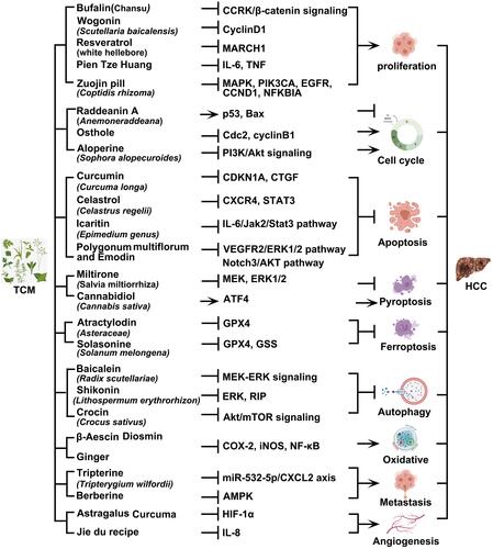 Figure 1 The inhibitory effect of Chinese herbal compound and monomers on HCC. Chinese herbal medicine inhibits the occurrence and development of HCC through multiple mechanisms such as inhibition of cell proliferation, cell cycle regulation, induction of apoptosis, inhibition of cells metastasis, induction of autophagy and inhibition of angiogenesis. Created with BioRender.com.