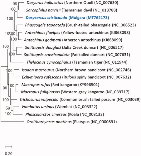 Figure 1. Phylogenetic placement of Dasycercus cristicauda based on a truncated comparison of the rRNA and coding DNA sequences to other entire vertebrate mitogenomes. The evolutionary history was inferred by using the Maximum Likelihood method and General Time Reversible model (Nei and Kumar Citation2000). The tree with the highest log likelihood (−257,475.18) is shown. The percentage of trees in which the associated taxa clustered together is shown next to the branches. Initial tree(s) for the heuristic search were obtained automatically by applying Neighbor-Join and BioNJ algorithms to a matrix of pairwise distances estimated using the maximum composite likelihood (MCL) approach, and then selecting the topology with superior log-likelihood value. A discrete Gamma distribution was used to model evolutionary rate differences among sites (five categories (+G, parameter = 0.6728)). The rate variation model allowed for some sites to be evolutionarily invariable ([+I], 19.05% sites). The tree is drawn to scale, with branch lengths measured in the number of substitutions per site. This analysis involved 28 nucleotide sequences. There were a total of 20348 positions in the final dataset. Evolutionary analyses were conducted in MEGA X (Kumar et al. Citation2018).
