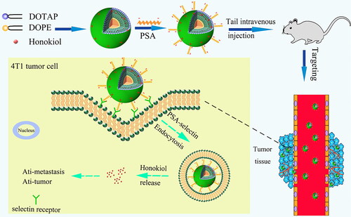 Scheme 1. Scheme of in vivo tumor targeting and antitumor effect verification of HNK delivered by PSA-modified liposomes.