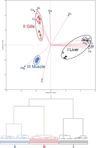 FIGURE 2 PC2 versus PC1 score-loading biplot and dendrogram for training set (84 × 12). The letters W and A donate to wild-caught and farmed Pangasius sp.