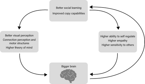 Figure 3. The cultural drive hypothesis according to Laland (adapted from Laland Citation2018b).