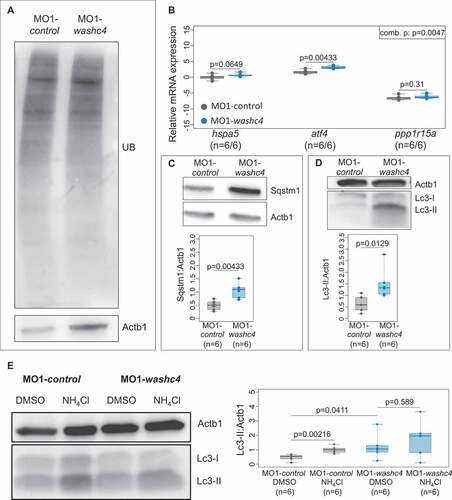 Figure 7. Loss of Washc4 leads to an upregulation of ER stress markers and to an impaired autophagy. (a) Western blot analysis of ubiquitinated proteins after MO1-control and MO1-washc4 injection. (b) qRT-PCR of ER stress markers (hspa5, atf4 and ppp1r15a) of control embryos or washc4 morphants at 3 dpf. The individual measurements are shown (log10). The 3 markers were analyzed via Wilcoxon rank-sum tests. A combined P value (comb. p) was determined via a modified Fisher method. slc25a5 was used as housekeeping gene. (c) Western blot analysis using anti-Sqstm1 antibody after MO1-control and MO1-washc4 injection (upper panel); quantification of gray values (lower panel; n = 6). (d) Representative western blotting of Lc3 of control embryos or washc4 morphants (upper panel); quantification of gray values (lower panel; n = 6). Individual measurements are shown (Wilcoxon rank-sum test). (e) MO1-control-or MO1-washc4-injected embryos treated with DMSO or ammonium chloride (NH4Cl). Control embryos show a significant increase of Lc3-II levels after NH4Cl treatment in comparison to DMSO controls. Ammonium chloride treatment of Washc4 morphants did not significantly enhance the Lc3-II level in comparison to DMSO treated embryos (n = 6). Actb1/β-actin was used as loading control. The individual measurements are shown (Wilcoxon rank-sum test).