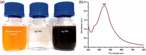 Figure 1. (a) Color intensity of Hugonia mystax aqueous extract before and after the reduction of silver nitrate (1 mM). The color change indicates Ag+ reduction to elemental nanosilver. (b) UV-visible spectrum of silver nanoparticles after 180 min from the reaction.