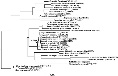 Figure 1. Bayesian inference (BI) tree based on cp genome sequences from 31 Potentilleae taxa plus three Rosa taxa as outgroups. Value along branch represents Bayesian posterior probability (only PP < 1.0 is shown).