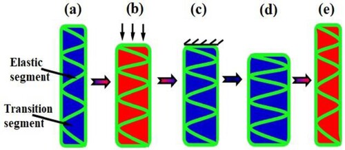 Figure 6. Illustration of one-way mechanism shape recovery of thermo-responsive SMP (a) original state with hard part, showing elastic segment in green and the transition segment in blue (b) deformation programming stage under compressive loading and increased temperature resulting in softened part (c) loading removed, part constrained and temperature decreased, resulting in hardened part (d) constraint removed and parts cooled, resulting in temporary deformed shape (e) metamaterial heated above Tg, resulting in softened part and full shape recovery.