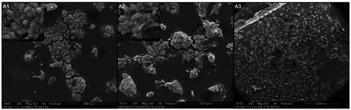 Figure 8 Visualization of the interaction of HepG2 cells with nanofilms using scanning electron microscopy.Notes: (A1) Control group; (A2 and A3) C60-20%. The dotted line indicates edges of the dots. Scale bars: A1 and A2 =300 μm and 20 μm, A3 =2.0 mm.Abbreviation: C60, fullerenes.