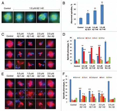 Figure 1 Aβ disrupts the assembly and maintenance of the mitotic spindle by impairing functions of MT-based mitotic motor proteins. Representative mitotic spindles from hTERT-HME1 cells incubated with Aβ 1–40, Aβ 1–42 or reverse Aβ 42-1 for 48 hrs are shown in (A) and quantification of Aβ-induced abnormalities in (B). Immunofluorescent images (C) of mitotic spindles formed in CSF Xenopus egg extracts in the presence of Aβ 1–42 and scrambled Aβ were assessed for phenotype (D). 1,614 spindle structures were scored in 5 independent experiments. (E and F) Mitotic spindles preformed in CSF Xenopus egg extracts deteriorate after exposure to 0.5, 1.0 and 2.0 µM Aβ 1–42 but not 2.0 µM scrambled Aβ and became shortened, collapsed and bent. 1,045 spindle structures were analyzed in 3 independent experiments. Rhodamine-tubulin (red). Hoechst (blue) is DNA stain. For all figures, *p ≤ 0.05, **p ≤ 0.005, ***p ≤ 0.0005.