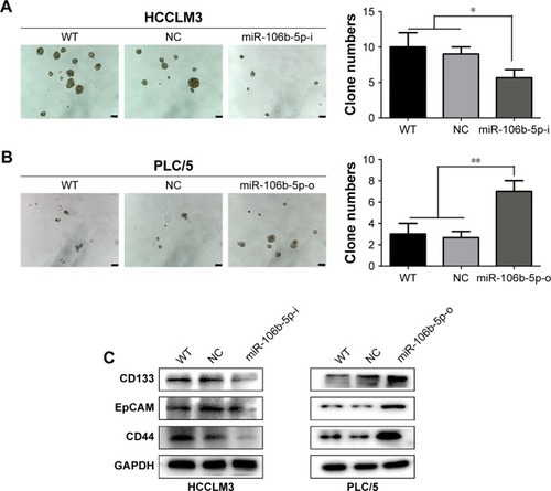Figure 3 miR-106b-5p promotes CSC-like properties of HCC in vitro.