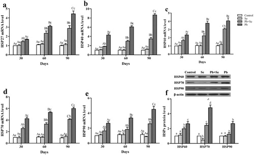 Figure 4. Relative mRNA expression of HSP27, HSP40, HSP60, HSP70, and HSP90; and relative protein expression of HSP60, HSP70, and HSP90 in chicken hearts.