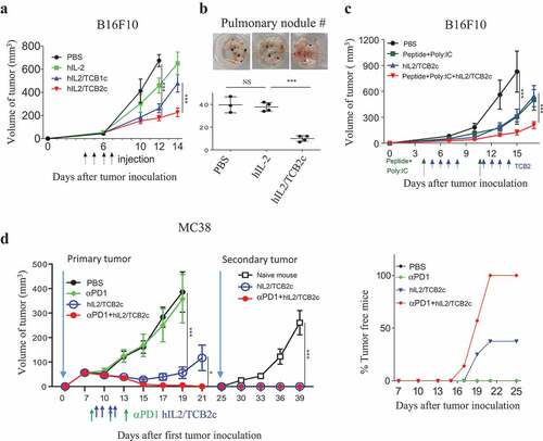 Figure 5. hIL-2/TCB2c enhances anti-tumor immunity and synergizes with peptide-based tumor vaccine and a checkpoint inhibitor