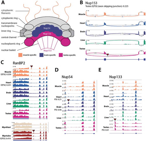 Figure 8. Multiple novel tissue-specific variants of nucleoporins were uncovered. (a) A schematic of the nuclear pore complex with novel tissue-specific splice variants annotated with their tissue-specificity. (b) For Nup153 a sashimi plot is shown to demonstrate the testes-specific exon skipping, the numbers over junctions are raw read coverage. (C-D) For RanBP2, Nup54 and Nup133 BigWig tracks are shown. For the rat data the top track for each tissue is GSE4, while the two below represent two replicates from GSE5. In the case of RanBP2 mouse C2C12 myogenesis data is also shown, where each track for the two conditions (Mb: Myoblast, Mt: myotube) is a representative sample from a dataset produced by independent labs.