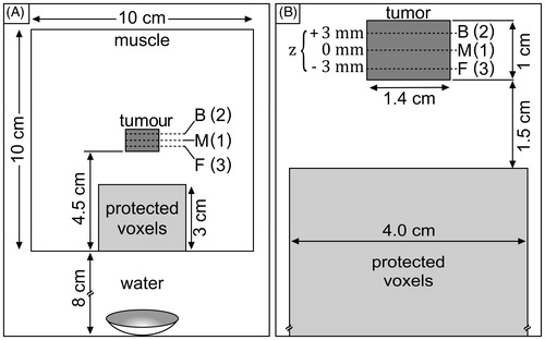Figure 2. Configuration of simulation volume. (A) The ultrasound beam propagates through 8 cm of water before entering the 10 × 10 × 10 cm tissue volume of muscle with a cylindrical tumour centred within it. (B) Zoomed-in view of the tumour and protected voxels shown in A. The tumour, (radius = 0.7 cm, height = 1 cm) is subdivided into three planes which are visited in the order (M) middle (z = 0 mm, geometric focus), (B) back (z = +3 mm), (F) front (z = −3 mm).