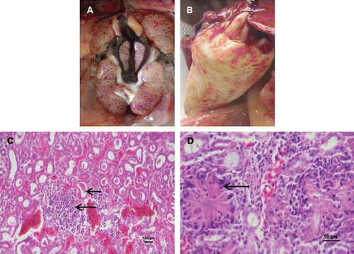 Figure 3. Gross and histopathological lesions in experimental reproduction of gout in SPF chicks. 3a: Prominent ureter and urate deposition in the kidney. 3b: Urate deposition on the heart. 3c: Interstitial nephritis with urate crystals in tubules of the kidney (arrows). 3d: Tophi formation with interstitial nephritis in the kidney (arrow). 3c and 3d: bar = 50 µm, haematoxylin and eosin staining.