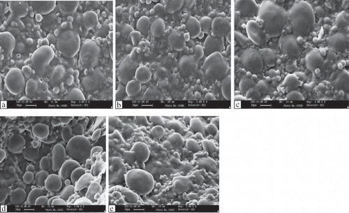 Figure 2 Scanning electron micrograph of bread dough after fermentation: (a) control; (b) 500 U lipoxygenase; (c) 2% gluten; (d) 2% gluten + 500 U lipoxygenase; (e) 1000 U lipoxygenase.