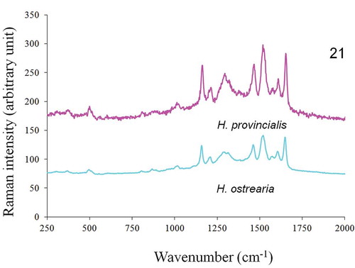 Fig. 21. In vivo Raman spectra of H. provincialis and H. ostrearia, recorded at 514.5 nm on the coloured apices of cells.