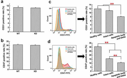 Figure 9. Expression of CD31 and CD47 in H22 WT and KD cells, or different apoptotic cell components. The CD31 (a) or CD47 (b) positive rate in H22 WT and KD cells was analyzed by flow cytometry. The CD31 (c) or CD47 (d) positive rate in healthy H22 cells, intact cells, apoptotic body and blebs was analyzed. **, p < .01