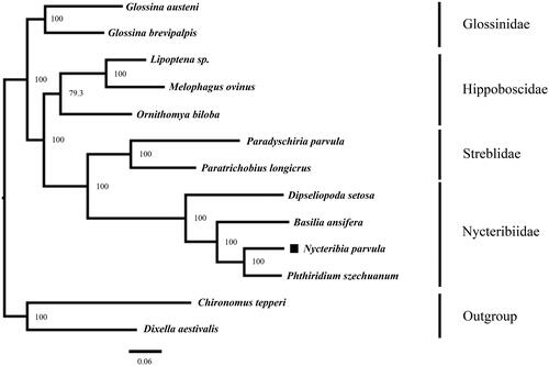 Figure 1. The maximum-likelihood phylogenetic tree of 11 species was inferred by IQ-TREE based on nucleotide sequence of 13 protein-coding genes. ‘■’ indicated newly sequenced data in this study. The vertical row indicates species of the same family.