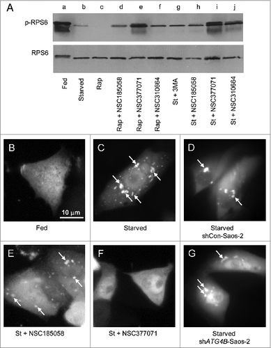 Figure 6. Effects of NSC185058 and NSC377071 on MTOR and PtdIns3K activities. (A) Saos-2 cells were incubated under fed (lane a), starved (lane b), fed plus rapamycin (lane c), fed plus rapamycin (Rap) in the presence of NSC185058, NSC377071, and NSC310664 (lanes d to f), and starved conditions (St) in the presence of 3MA (lane g) and NSC185058, NSC377072, and NSC310664 (lanes h to j). After 4 h, the cells were solubilized, proteins separated by SDS-PAGE and transferred to PVDF membranes, and the levels of ribosomal RPS6 and phosphorylated RPS6 (p-RPS6) evaluated on western blots. (B–G) Saos-2 (B, C, E, and F), shCon-Saos-2 (D) and shATG4B-Saos-2 (G) cell lines transiently expressing FYVE-RFP were incubated under fed (B), starved (C, D, and G), and starved conditions in the presence of NSC185058 (E) or NSC377071 (F). After 4 h, the cells were fixed and the FYVE-RFP labeled vacuoles (arrows) visualized by fluorescence microscopy. Scale bar (B–G): 10 μm.