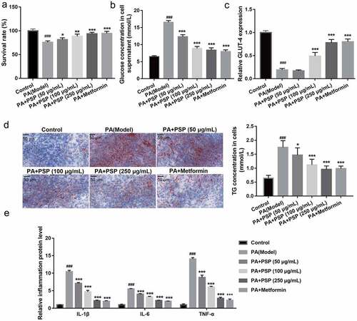 Figure 2. PSP improves the survival, glucose and TG metabolism, and inflammation in the PA-treated L6 myotubes. (a) The effect of PSP on the survival of the PA-treated L6 myotubes. (b) The glucose concentration in the L6 myotubes supernatant were measured by glucose detect kit after stimulated with 100 nM insulin after treatment 48 h. Glucose uptake efficiency was negatively correlated with glucose concentration in the supernatant. (c) The GLUT-4 expression in L6 myotubes as measured by qRT-PCR. (d) The effects of PSP on lipid accumulation as assessed by Oil Red O staining (left, ×400). The TG concentration in the L6 myotubes as measured by TG detect kit after treatment for 48 h (right). (e) The levels of IL-1β, IL-6, and TNF-α in the cell supernatant as measured by ELISA. ###P < 0.001, control vs PA model group; **P < 0.01 and ***P < 0.001, treatment group vs PA group. PSP: Polygonatum sibiricum polysaccharide; PA: palmitic acid; TG: triglyceride