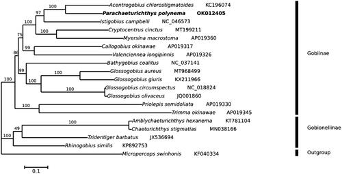 Figure 3. Maximum likelihood phylogenetic tree of 18 Gobiidae species based on the 13 PCGs using M. swinhonis as outgroup. All the bootstrap support values are indicated at the nodes.