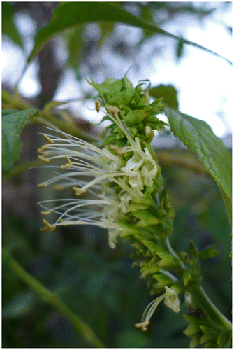 Figure 3. Salvia arborescens at dawn, in cultivation, Florida, USA. These flowers were not visited by any animals. Source: Photo by S. Zona.