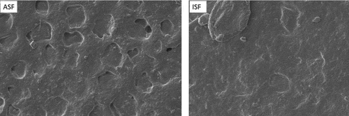 Figure 1. Scanning electron micrograph of surfaces of acha and iburu starch films (ASF and ISF, respectively) at 500× magnification.Figura 1. Micrografía electrónica de barrido de las superficies de las películas de almidón de acha e iburu (ASF e ISF, respectivamente) con un aumento de 500×