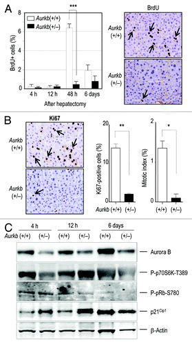 Figure 2. Defective entry into S-phase in Aurora B-deficient hepatocytes. (A) BrdU incorporation in vivo after 2/3 partial hepatectomy in Aurkb(+/+) and Aurkb(+/−) mice. The percentage of BrdU-positive cells (as detected by immunohistochemistry) is shown 4, 12 and 48 h as well as 6 d after hepatectomy. Incorporation of BrdU (arrows) is highly reduced by 48 h in Aurora B-mutant mice. 2–3 mice of each genotype were used per time point. ***, p < 0.001. (B) Representative images of proliferation markers (Ki67 level) 48 h after hepatectomy. Quantification of Ki67 or mitotic figures (arrows) in these samples also indicates a significant reduction in cell cycle entry and progression in Aurkb(+/−)(n = 2) vs. control (n = 3) mice. *; p < 0.05; **, p < 0.01. (C) Immunodetection of phospho-p70S6K, phospo-pRb and p21Cip1 levels in Aurkb(+/+) and Aurkb(+/−) liver protein lysates at different time points after partial hepatectomy. Immunodetection of β-actin was used as a loading control.