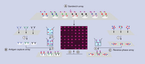 Figure 3. Three types of microarray used to detect proteins.(A) Completed sandwich immunoassay array; the workflow is similar to ELISA, but the label must produce a signal that does not diffuse away from its location in the grid. (B) Main steps in the development of an antigen capture array. (1) Print array of antibodies on planar substrate; (2) label molecules in sample; (3) incubate labeled sample with array; (4) acquire image of completed array. (C) Main steps in the development of a reverse-phase array. (i) Print samples on planar substrate; (ii) incubate labeled antibodies for specific target substance with array; (iii) acquire image of completed array.