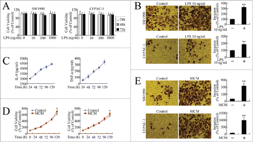 Figure 1. Inflammatory stimuli promoted growth and invasion of pancreatic cancer cells in vitro. (A) MTT assay of viability of cells incubated with LPS (0, 10, 100, 1000 ng/ml) for 24, 48, and 72 h. (B) Cell invasion assay following 24-h exposure to 10 ng/ml LPS. Cells that had migrated to the lower membranes were photographed under ×400 magnification. **P < 0.01 as compared to control. (C) Quality control of MCM. After 7-day MCSF treatment, IL-8 and TNF-α levels at 24, 48, 72, 96, and 120 h were measured using Milliplex assay. (D) MTT assay of viability of cells incubated with MCM for 24, 48, 72, 96, and 120 h. *P < 0.05 as compared with control. (E) Cell invasion assay following 24-h exposure to MCM. Cells that had migrated to the lower membranes were photographed under ×400 magnification. **P < 0.01 as compared to control.