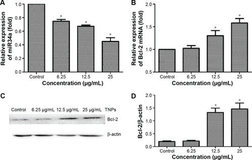 Figure 7 The expression of miR34a and Bcl-2 in BEAS-2B cells exposed to TNPs for 24 hours.Notes: RNA was extracted and expression of gene was detected by real-time PCR. U6 and β-actin were utilized for an endogenous reference to standardize miRNA and mRNA expression levels. The protein level of Bcl-2 was measured by Western blot. TNPs downregulated the expression of miR34a (A) and the expression of Bcl-2 was decreased both in mRNA and protein levels (B–D) in a dose-dependent manner. *P<0.05, compared with control. Data are expressed as mean ± SD; n=3.Abbreviations: Bcl-2, B-cell lymphoma/leukemia-2; miR34a, microRNA 34a; miRNA, microRNA; mRNA, messenger RNA; SD, standard deviation; TNPs, titanium dioxide nanoparticles.