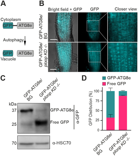 Figure 5. Mutants display elevated autophagic flux. (A) Schematics of the GFP-ATG8e fusion protein localisation under routine growth and autophagic conditions. (B) Localisation of the GFP signals from the GFP-ATG8e transgenic fusion proteins in the BG (top) and ploop KD -/- (bottom) seedlings. Scale bars: 50 µm (C) immunoblotting analysis with the anti-GFP antibodies of the GFP-ATG8e levels in the BG and ploop KD -/- seedlings. Anti-HSC70 blotting served as the loading control. (D) Quantification of the full length GFP-ATG8e and free GFP signals from panel C represented in relation to the total levels after normalisation to the HSC70 loading control (n = 3 biological replicates). Data are presented as means ± SD % of each GFP variant to the total GFP signal intensity after normalizing with the HSC70 loading control signals.