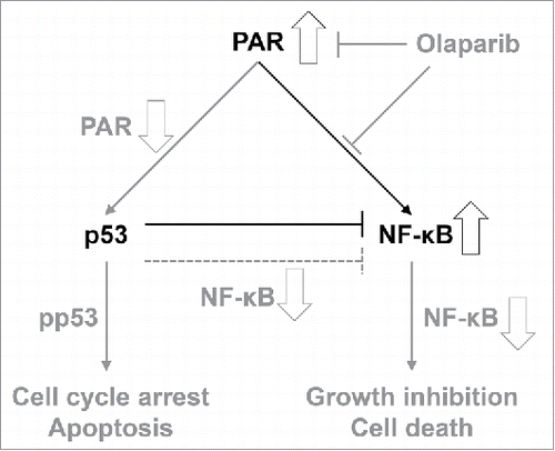 Figure 7. Schematic mechanism by which olaparib affects homologous recombination (HR)-proficient head and neck cancer (HNC) cells. Olaparib-induced signal changes and subsequent results are indicated in gray.