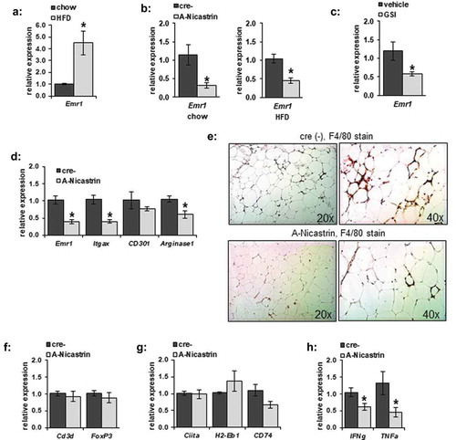 Figure 1. Adipocyte-specific γ-secretase blockade alters adipose inflammation. (a) Relative gene transcription of F4/80 (Emr1) was examined from eWAT of C67/Bl6 mice maintained on chow or HFD. (b) F4/80 transcription from eWAT from A-Nicastrin mice and their cre (-) littermate controls maintained on chow or HFD. (c) F4/80 expression was measured from eWAT adipose depots from wild type chow-fed animals treated with vehicle or 2 mg/kg GSI for 5 days (d) Relative transcription of markers of macrophage activation were compared between HFD-fed A-Nicastrin mice and their cre (-) littermate controls. (e) Representative images from adipose stained for macrophages via anti-F4/80 IHC in HFD-fed A-Nicastrin mice and their cre (-) littermate controls (f) Relative expression of total T-cell and T-reg cell markers, (g) MHC-II associated proteins, and (h) inflammatory cytokines from HFD-fed A-Nicastrin animals and their cre (-) littermates are shown (n = 7/condition, error bars are ± SEM, * = p < 0.05)