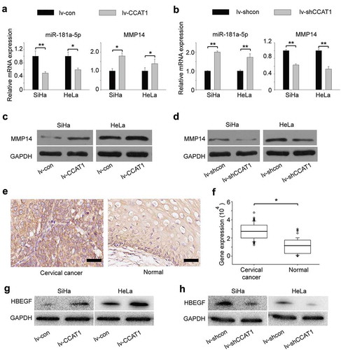Figure 3. CCAT1-regulated expression of miR-181a-5p and MMP14 in SiHa and HeLa cells. (a) The relative gene expression of miR-181a-5p and MMP14 in the SiHa and HeLa cells transduced with the lv-CCAT1 or (b) lv-shCCAT1 lentivirus and their respective control lentiviruses. (c) Protein expression of MMP14 in the cells transduced with lv-CCAT1 and lv-con. (d) Protein expression of MMP14 in the cells transduced with lv-shCCAT1 and lv-shcon. (e) Protein expression and (f) statistical analysis of MMP14 in cervical cancer tissues and normal cervical tissues. (g) Protein expression of HB-EGF in the cells transduced with lv-CCAT1 and lv-con. (h) Protein expression of HB-EGF in the cells transduced with lv-shCCAT1 and lv-shcon. Lv-CCAT1 and lv-con, CCAT1 overexpression lentivirus and its control lentivirus, respectively. Lv-shCCAT1 and lv-shcon, CCAT1 knockdown lentivirus and its control lentivirus, respectively.