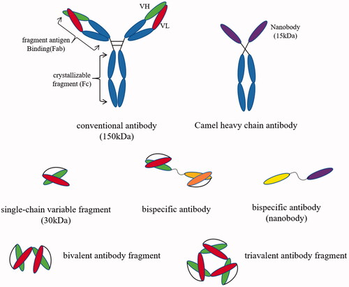 Figure 1. Schematic diagram of traditional antibody and antibody fragment. (Include: mAb; camel heavy chain antibody; nanobody; scFv; bispecific antibody; nanobody bispecific antibody; bivalent antibody fragment; triavalent antibody fragment).